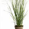 Panic érigé ‘Heavy Metal’ - Panicum virgatum ‘Heavy Metal’ pot 3L