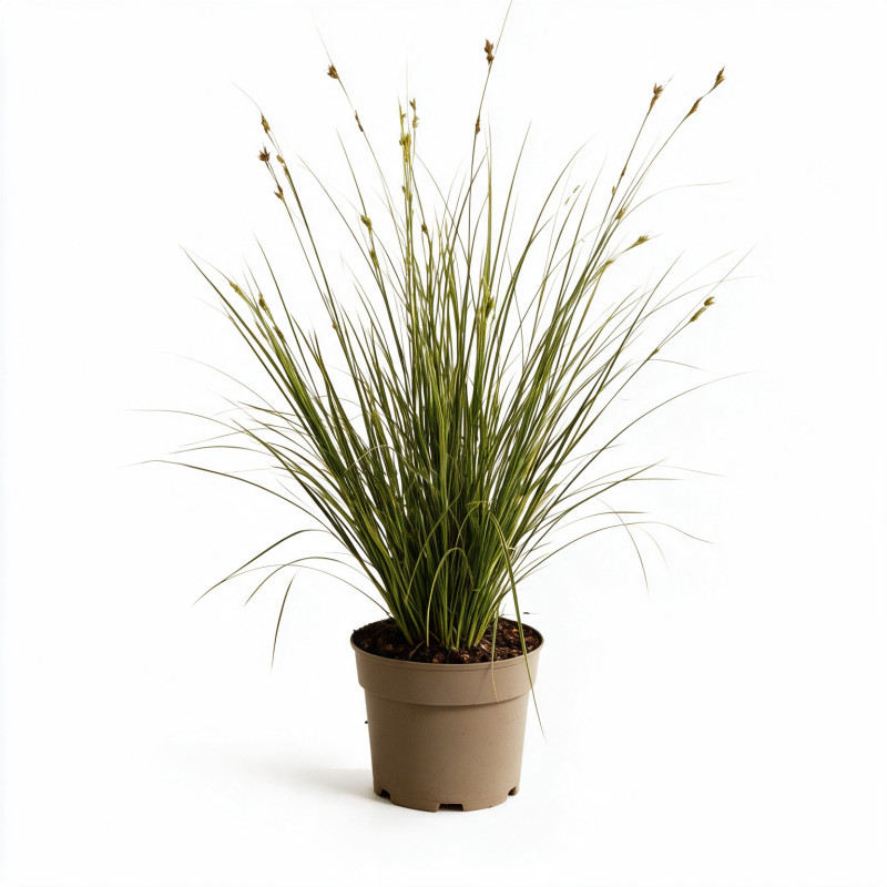 Laîche brune ‘Aureomarginata’ - Carex brunnea ‘Aureomarginata’ pot 3L