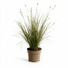 Laîche brune ‘Aureomarginata’ - Carex brunnea ‘Aureomarginata’ pot 3L