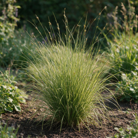 Laîche brune ‘Aureomarginata’ - Carex brunnea ‘Aureomarginata’ pot 3L