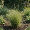 Laîche brune ‘Aureomarginata’ - Carex brunnea ‘Aureomarginata’ pot 3L