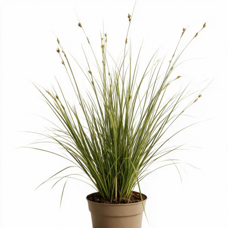 Laîche brune ‘Aureomarginata’ - Carex brunnea ‘Aureomarginata’ pot 3L