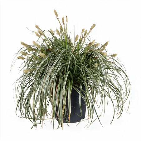 Laîche d’Oshima ‘Feather Falls’ - Carex oshimensis ‘Feather Falls’ pot 23cm