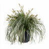 Laîche d’Oshima ‘Feather Falls’ - Carex oshimensis ‘Feather Falls’ pot 23cm
