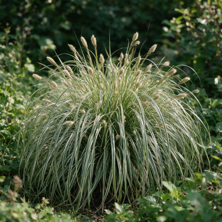 Laîche d’Oshima ‘Feather Falls’ - Carex oshimensis ‘Feather Falls’ pot 23cm