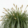 Laîche d’Oshima ‘Feather Falls’ - Carex oshimensis ‘Feather Falls’ pot 23cm