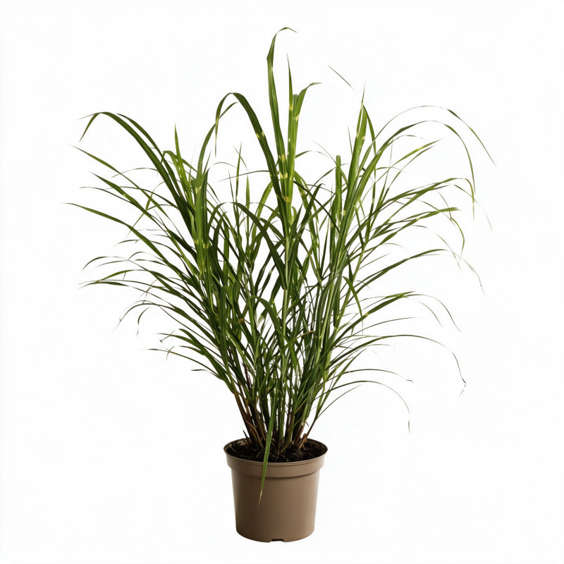 Roseau de Chine ‘Zebrinus’ - Miscanthus sinensis ‘Zebrinus’ pot 7,5L