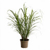Roseau de Chine ‘Zebrinus’ - Miscanthus sinensis ‘Zebrinus’ pot 7,5L