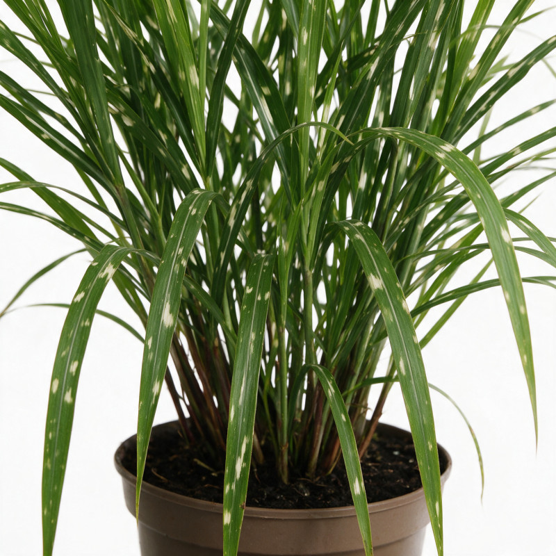 Roseau de Chine ‘Zebrinus’ - Miscanthus sinensis ‘Zebrinus’ pot 7,5L