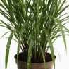 Roseau de Chine ‘Zebrinus’ - Miscanthus sinensis ‘Zebrinus’ pot 7,5L