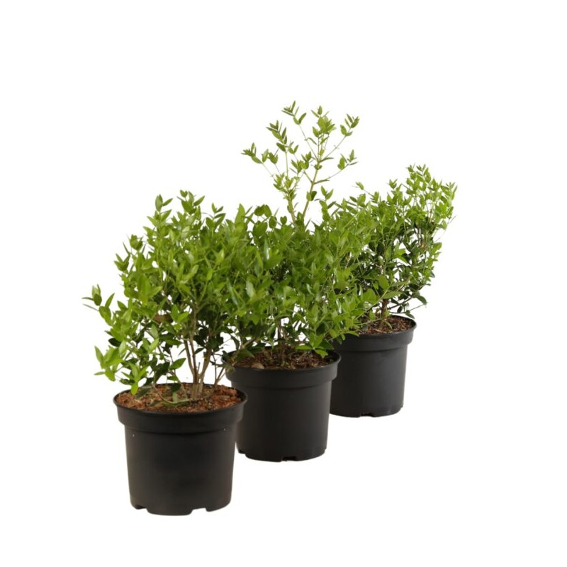 Filaire - Phillyrea angustifolia 40/50cm Pot 3L