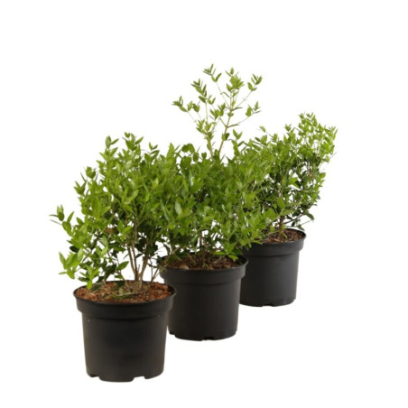 Filaire - Phillyrea angustifolia 40/50cm Pot 3L