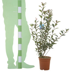 Photinia Carré Rouge - Photinia fraseri Carré Rouge 60cm Pot 5L