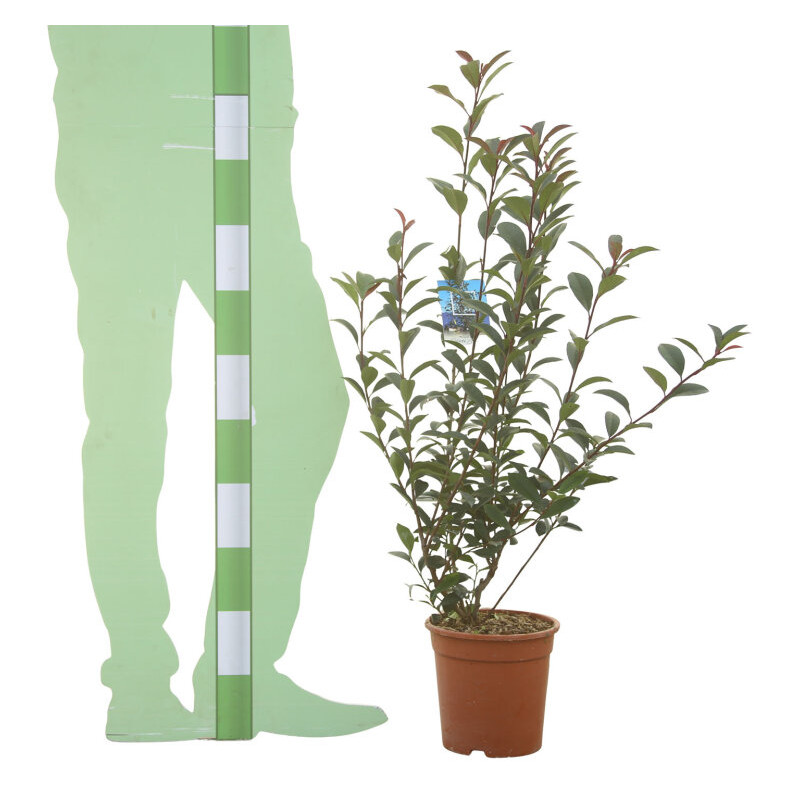 Photinia Carré Rouge - Photinia fraseri Carré Rouge 60cm Pot 5L