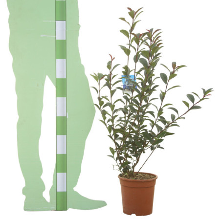 Photinia Carré Rouge - Photinia fraseri Carré Rouge 60cm Pot 5L