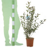 Photinia Carré Rouge - Photinia fraseri Carré Rouge 60cm Pot 5L