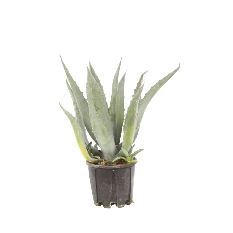 Agave - Agave americana 40/50cm Pot 3L