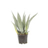 Agave - Agave americana 40/50cm Pot 3L
