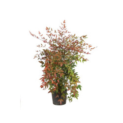 Bambou sacré - Nandina domestica 50/70cm Pot 5L