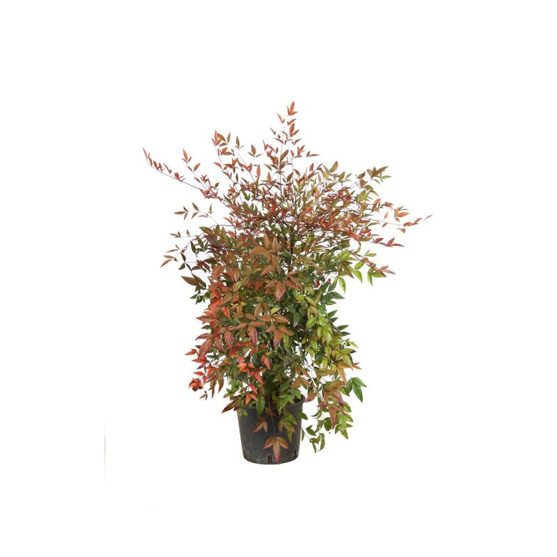 Bambou sacré - Nandina domestica 50/70cm Pot 5L