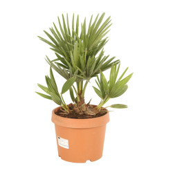 Palmier nain Siciliana - Chamaerops humilis Siciliana 70cm Pot 3L