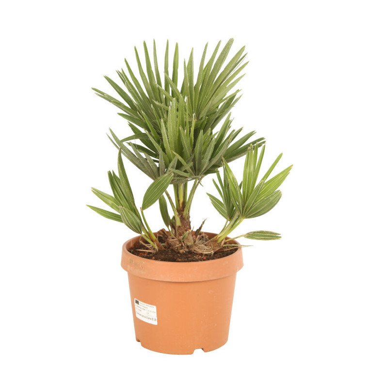 Palmier nain Siciliana - Chamaerops humilis Siciliana 70cm Pot 3L