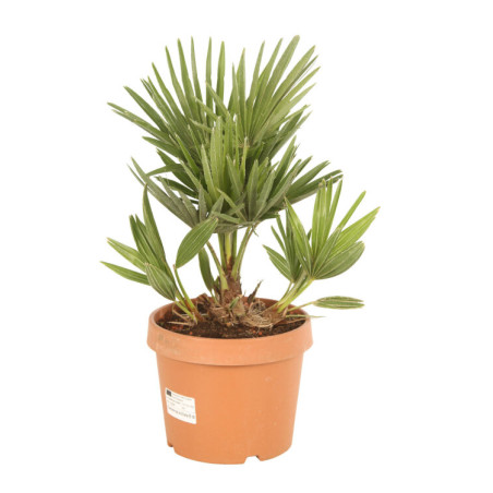 Palmier nain Siciliana - Chamaerops humilis Siciliana 70cm Pot 3L