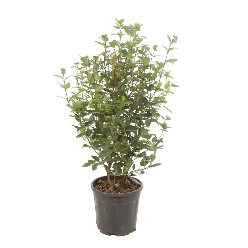 Laurier-tin - Viburnum tinus 80/100cm Pot 9L