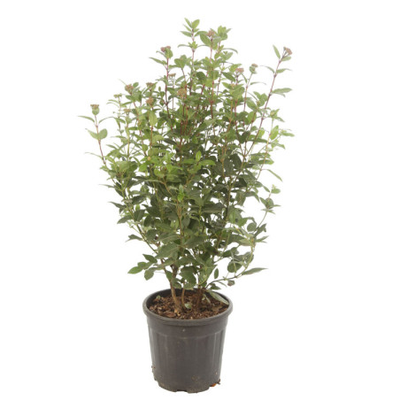 Laurier-tin - Viburnum tinus 80/100cm Pot 9L