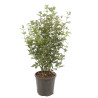 Laurier-tin - Viburnum tinus 80/100cm Pot 9L
