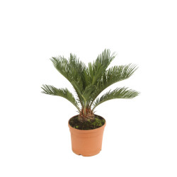 Cycas du Japon - Cycas revoluta 40/50cm Pot 3L