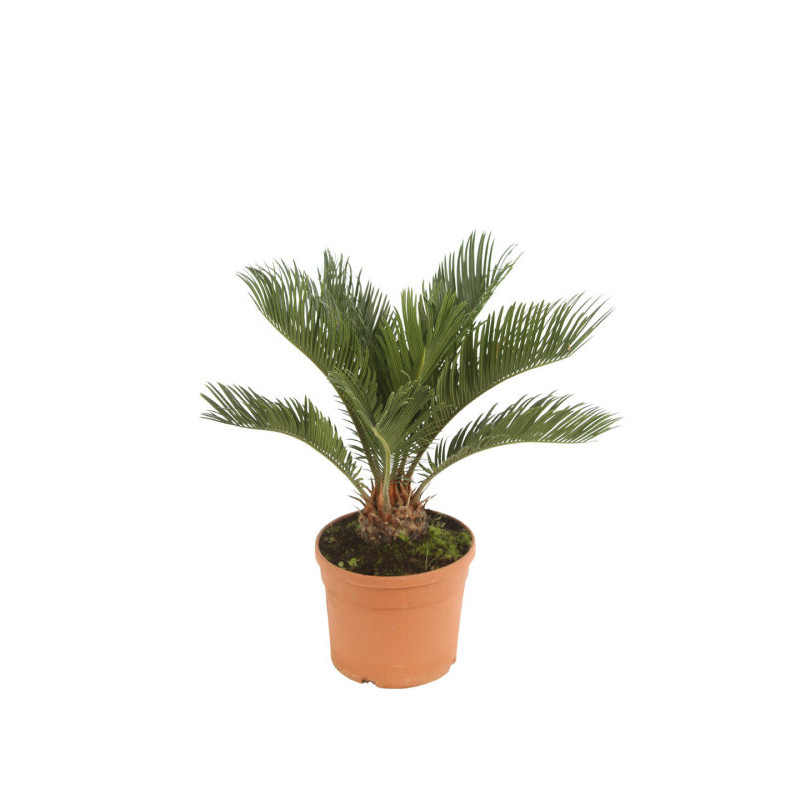 Cycas du Japon - Cycas revoluta 40/50cm Pot 3L