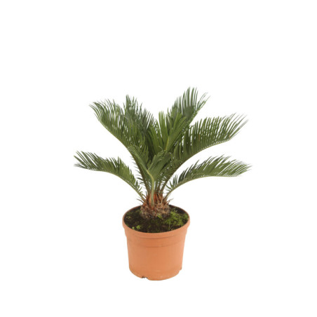 Cycas du Japon - Cycas revoluta 40/50cm Pot 3L