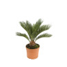 Cycas du Japon - Cycas revoluta 40/50cm Pot 3L