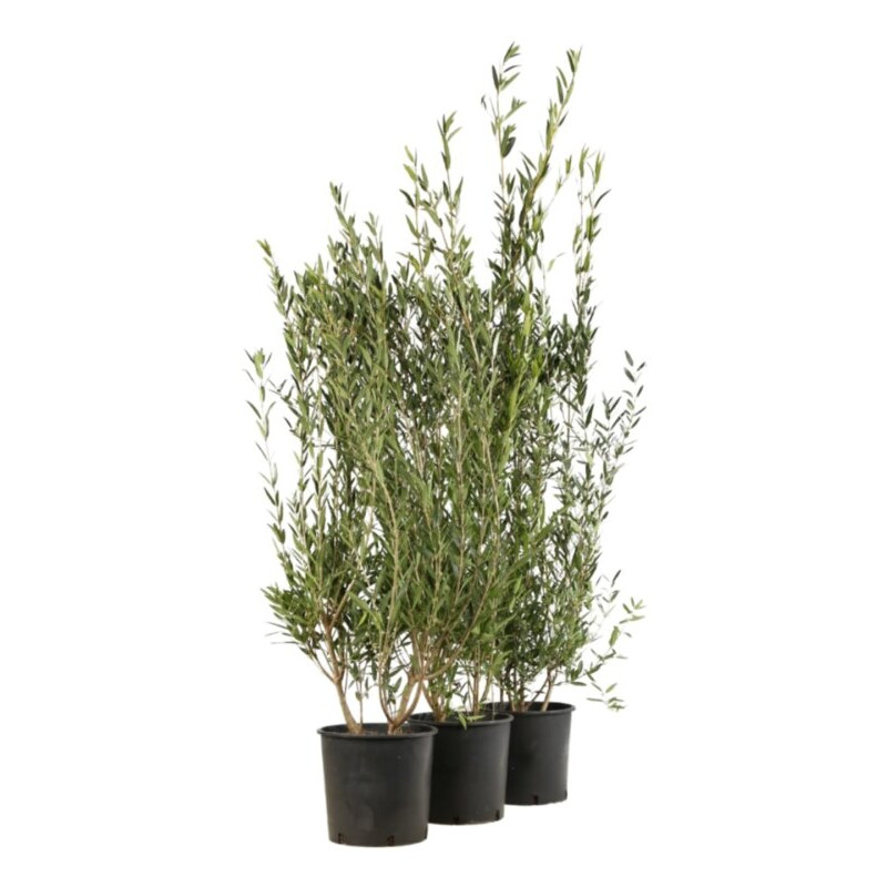 Filaire - Phillyrea angustifolia 100/120cm Pot 9L