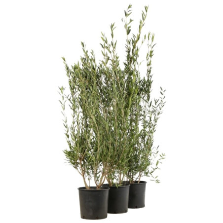 Filaire - Phillyrea angustifolia 100/120cm Pot 9L