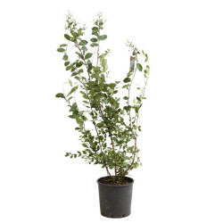 Lilas des Indes - Lagerstroemia indica 110/120cm Pot 9L