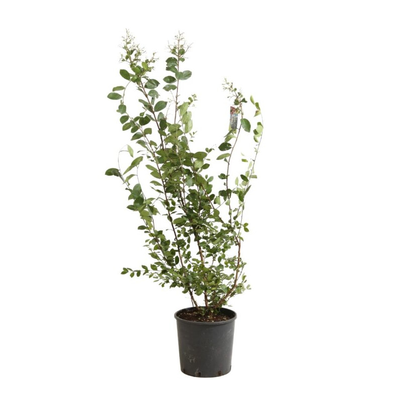 Lilas des Indes Lagerstroemia indica de 110 à 120 cm en pot de 9 litres