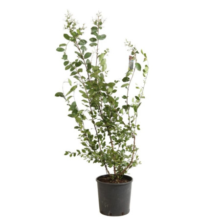 Lilas des Indes - Lagerstroemia indica 110/120cm Pot 9L