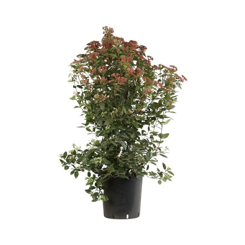 Laurier-tin - Viburnum tinus 100/120cm Pot 18L