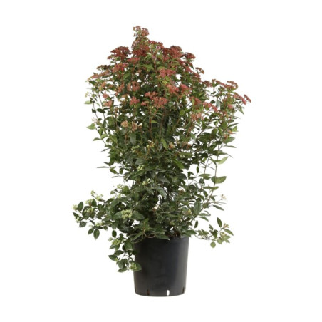 Laurier-tin - Viburnum tinus 100/120cm Pot 18L