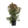 Laurier-tin - Viburnum tinus 100/120cm Pot 18L