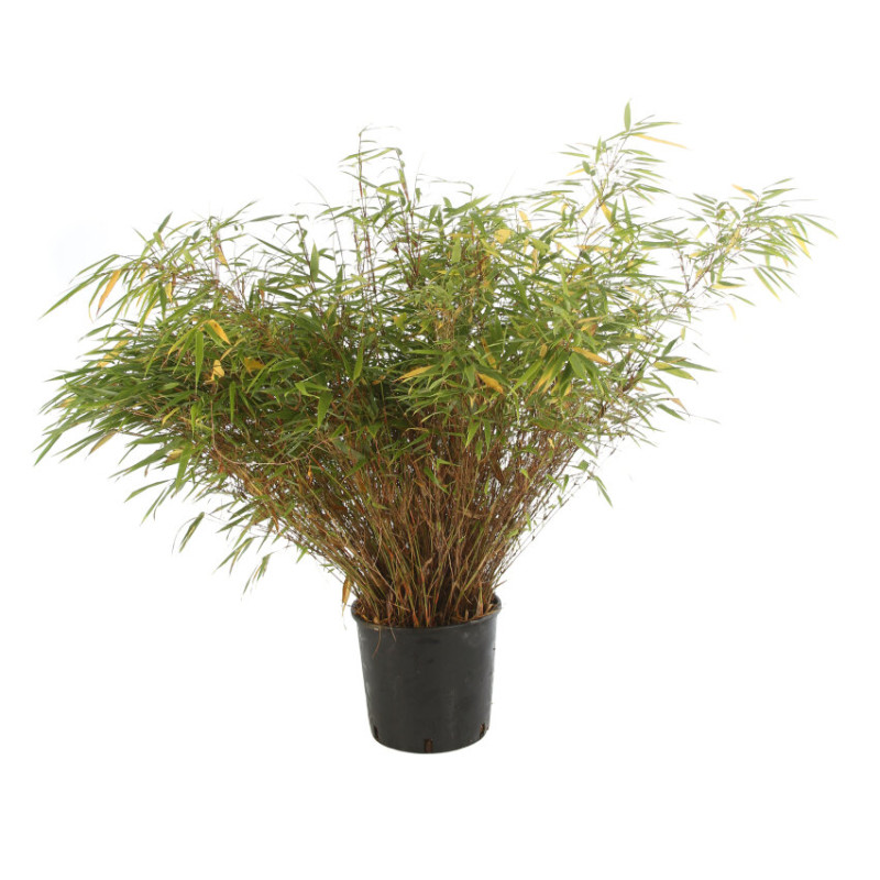 Bambou non traçant Rufa - Fargesia rufa 80/100cm Pot 10L