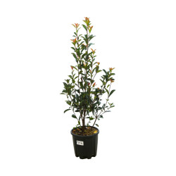 Photinia Carré Rouge - Photinia fraseri Carré Rouge 80/100cm Pot 9L