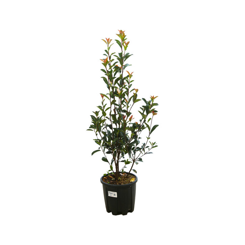 Photinia Carré Rouge - Photinia fraseri Carré Rouge 80/100cm Pot 9L