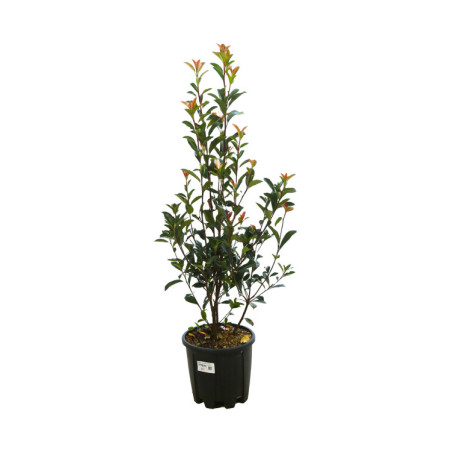 Photinia Carré Rouge - Photinia fraseri Carré Rouge 80/100cm Pot 9L