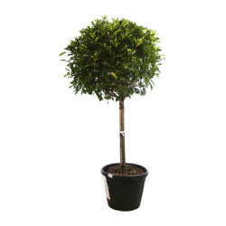 Photinia Red Robin - Photinia xfraseri Red Robin Demi-tige 100/120cm Pot 90L