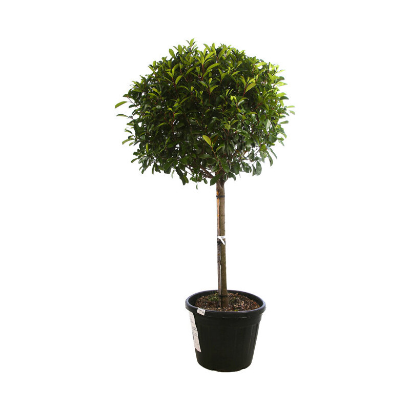 Photinia Red Robin - Photinia xfraseri Red Robin Demi-tige 100/120cm Pot 90L