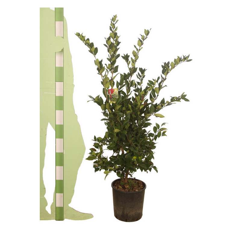 Troène du Japon Texanum - Ligustrum japonicum Texanum 100/120cm Pot 10L