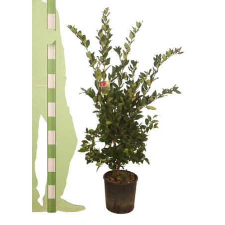 Troène du Japon Texanum - Ligustrum japonicum Texanum 100/120cm Pot 10L